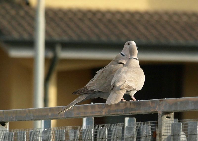 Tortore dal collare in intimita''