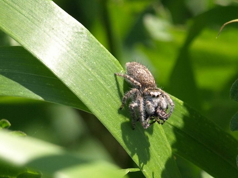 Philaeus crysops e Alopecosa sp.