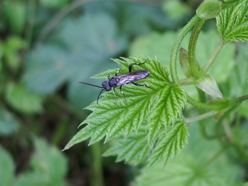 Macrophya sp. (Tenthredinidae)