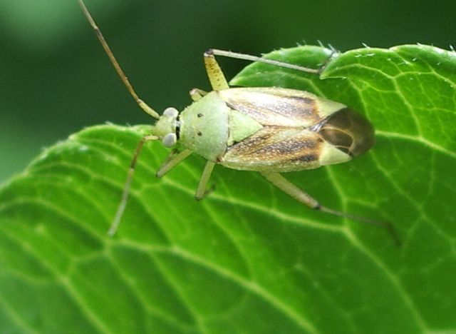 Miridae: Closterotomus norwegicus del Cremasco (CR)