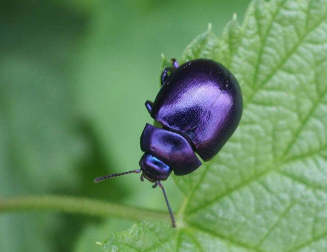 Chrysolina sturmi, Chrysomelidae