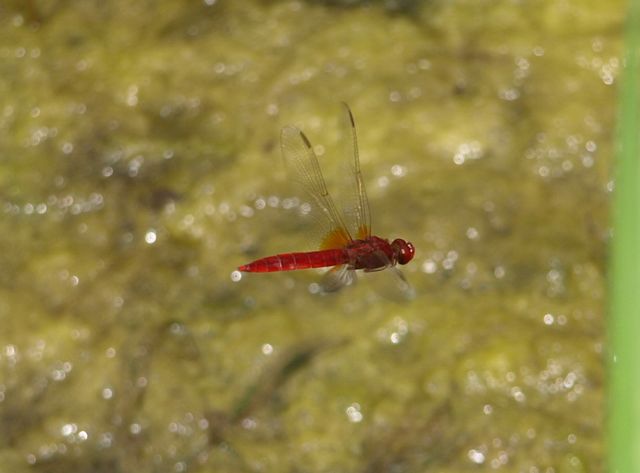 Da identificare - Crocothemis erythraea (maschio)