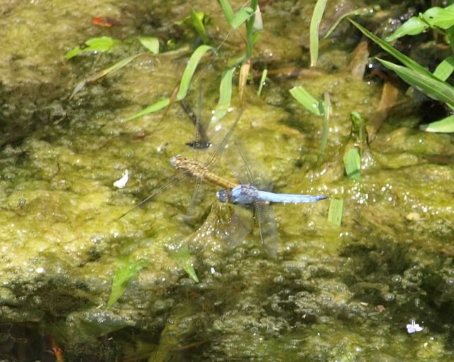 Da identificare - Orthetrum brunneum