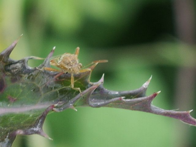 Rhopalidae: Liorhyssus hyalinus di Crema (CR)
