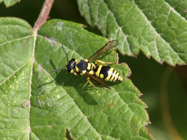 Ancistrocerus sp., Sceliphron caementarium e  Anthidium sp.