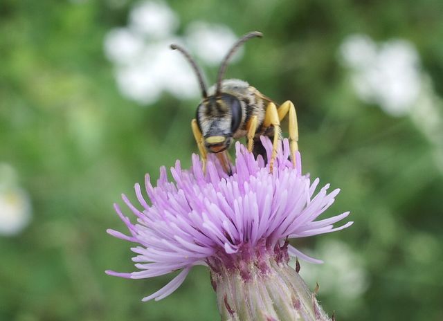 Halictus scabiosae M (Apidae Halictinae)