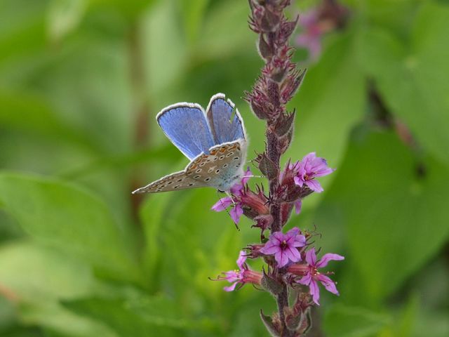 Polyommatus icarus (maschio)