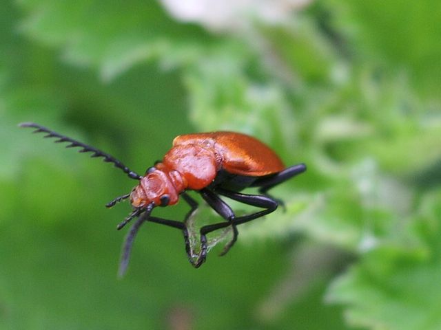 Coleottero da identificare: Pyrochroa serraticornis