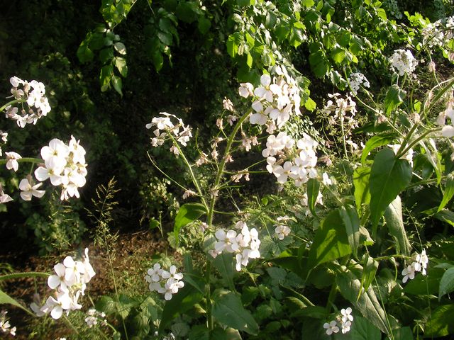 Hesperis matronalis