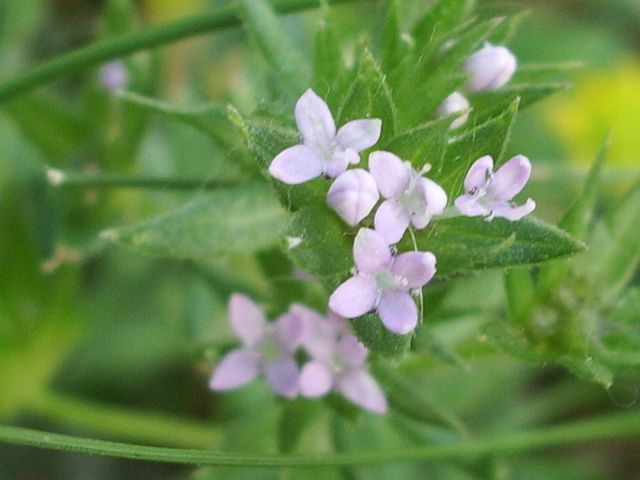 Piccolissimi fiorellini bianco-rosa: Sherardia arvensis