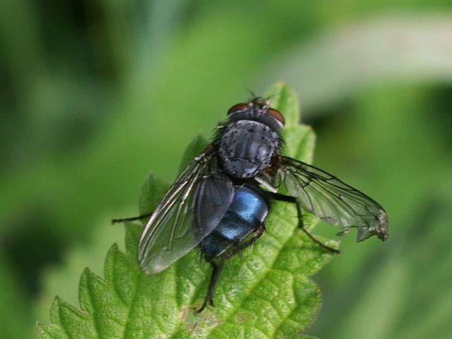 Diptero da identificare (Calliphora sp.)