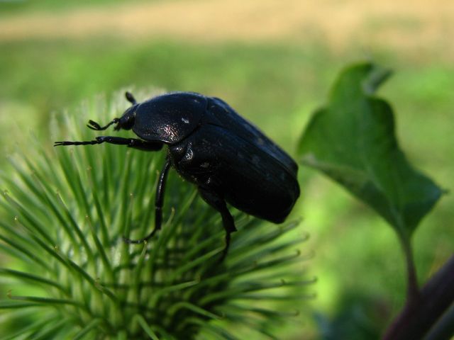 Da identificare 6: Oxythyrea funesta spelacchiata