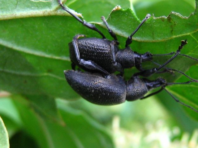 Curculionidae da identificare: Otiorhynchus...