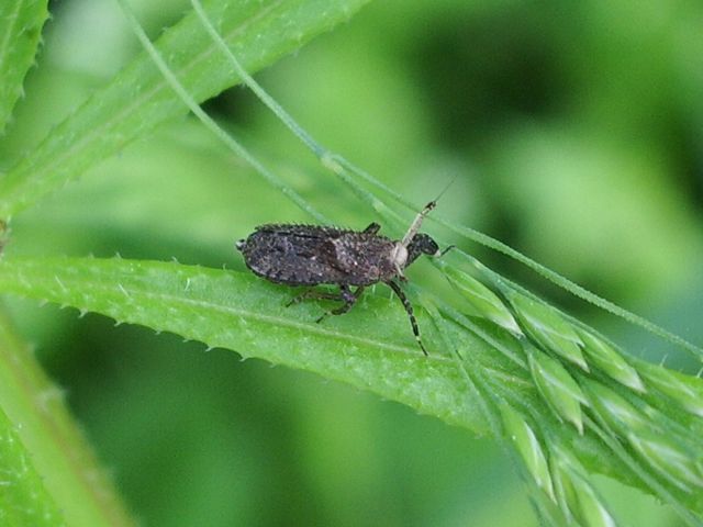 Asiraca clavicornis