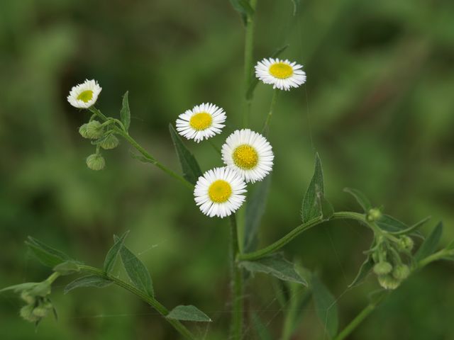 Erigeron annuus / Cspica annua