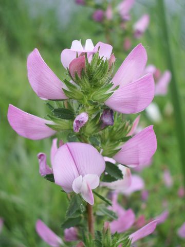 Fiorellini rosa da determinare - Ononis spinosa