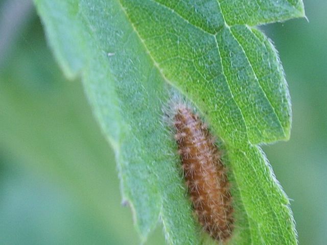 Alcuni bruchi da identificare o confermare