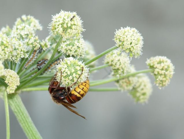 Sceliphron caementarium (Sphecidae)- Vespa crabro (Vespidae)