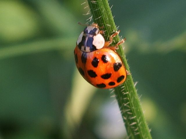 Coleotteri da determinare del Cremasco