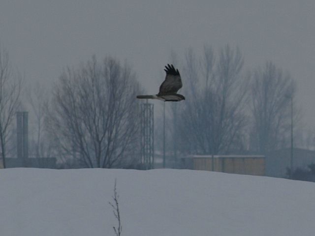 Presunto rapace da identificare