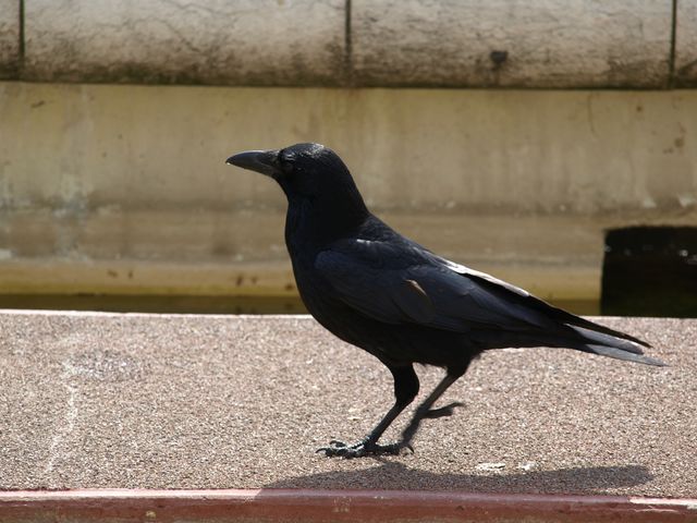 Cornacchia nera  o corvo?