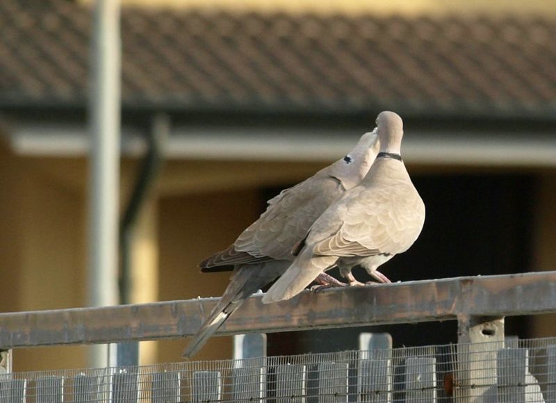 Tortore dal collare in intimita''