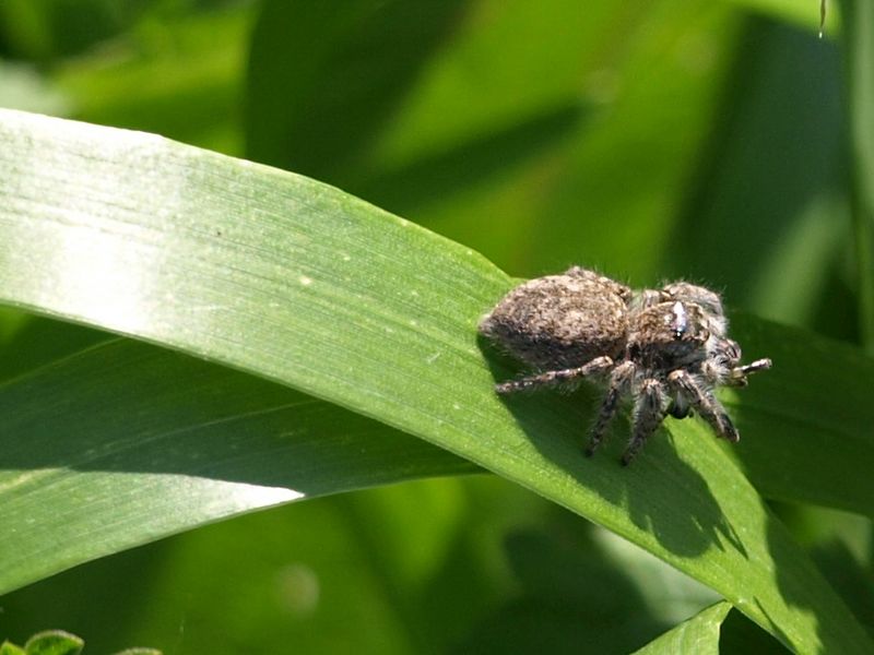 Philaeus crysops e Alopecosa sp.