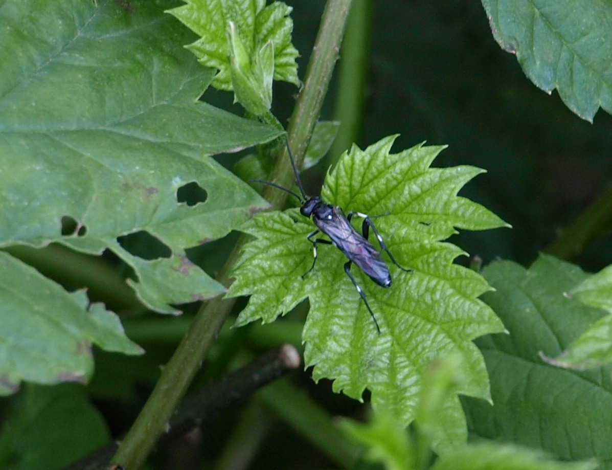 Macrophya sp. (Tenthredinidae)