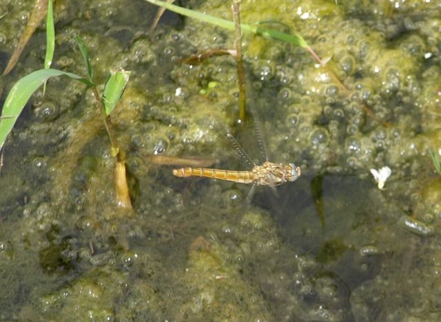 Da identificare - Orthetrum brunneum