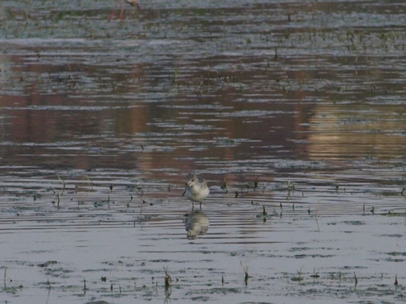Da identificare, non mi sembra un Piro Piro