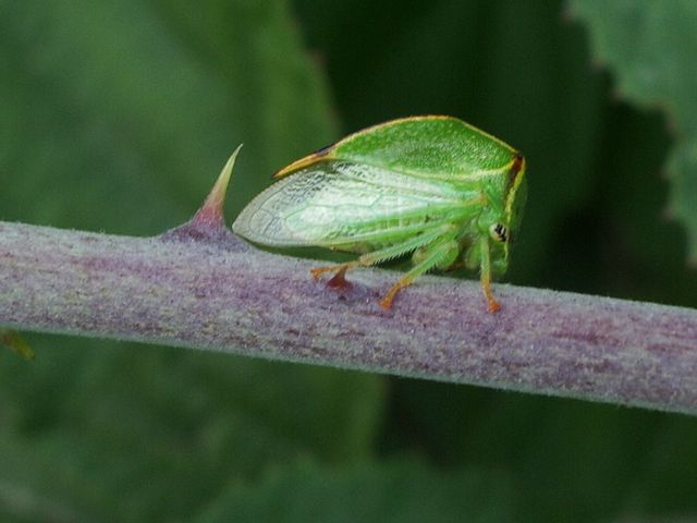 Ceresa Alta ?.....Stictocephala bisonia