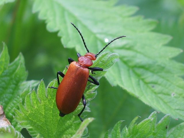 Coleottero da identificare: Pyrochroa serraticornis