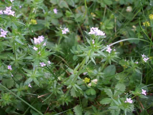 Piccolissimi fiorellini bianco-rosa: Sherardia arvensis