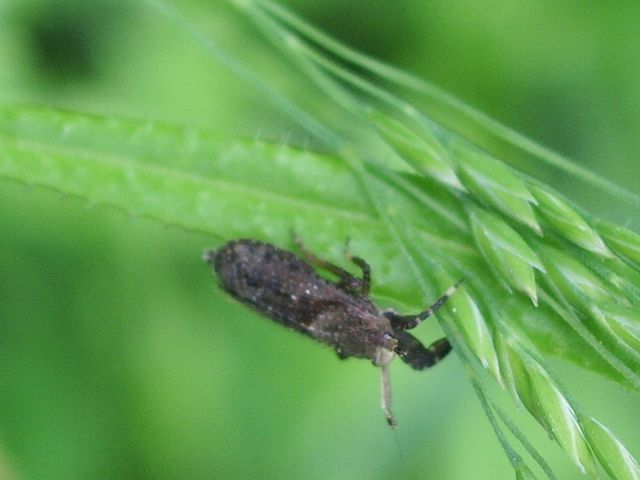 Asiraca clavicornis