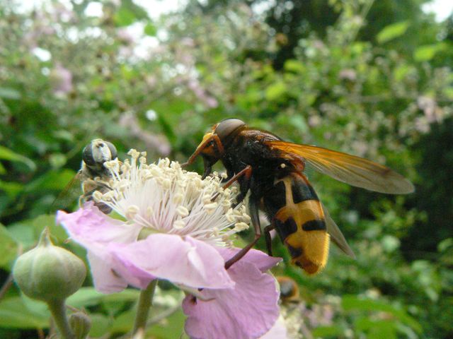 Dittero Syrphidae: Volucella zonaria.