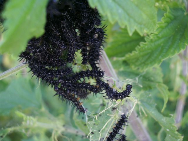 Alcuni bruchi da identificare o confermare