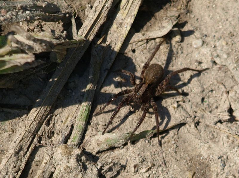 Philaeus crysops e Alopecosa sp.