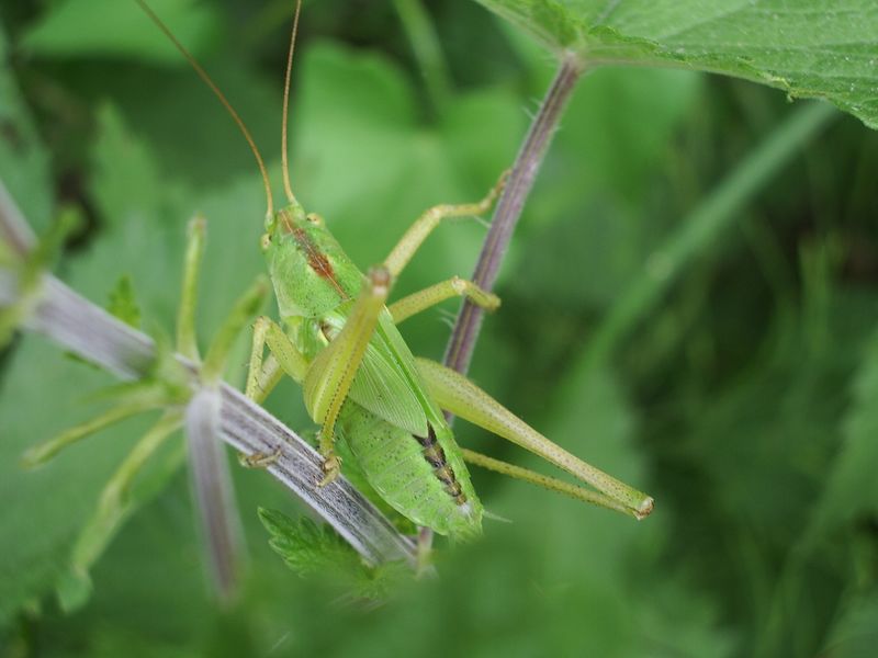 Ninfa di Tettigonia sp.