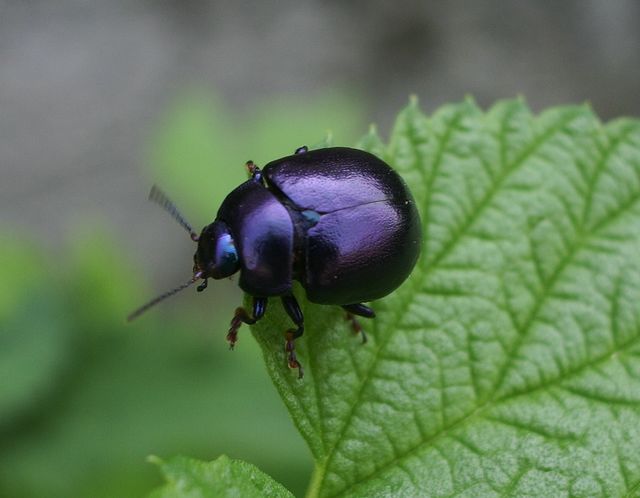 Chrysolina sturmi, Chrysomelidae