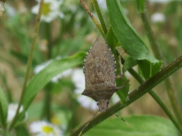 Pentatomidae: Arma custos del Cremasco (CR)