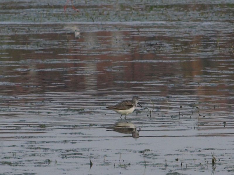 Da identificare, non mi sembra un Piro Piro