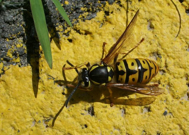 Vespula germanica.
