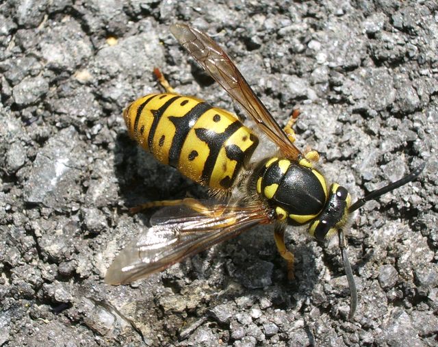 Vespula germanica.