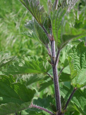 Urtica dioica / Ortica comune