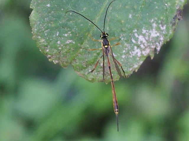 Ichneumonidae Anomaloninae