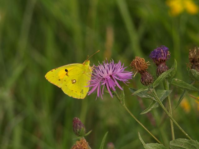 bruco di Vanessa cardui