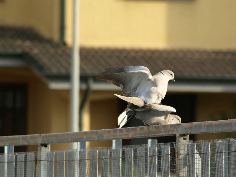 Tortore dal collare in intimita''