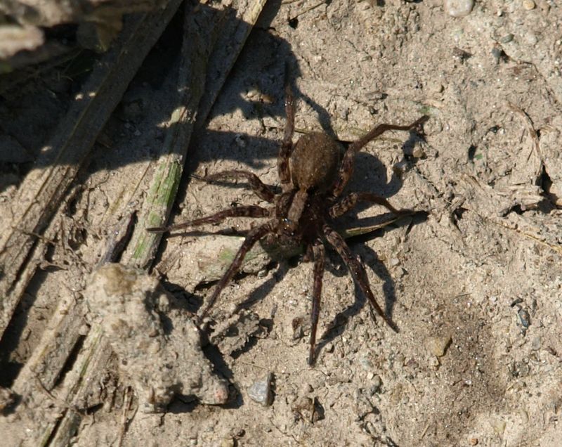 Philaeus crysops e Alopecosa sp.