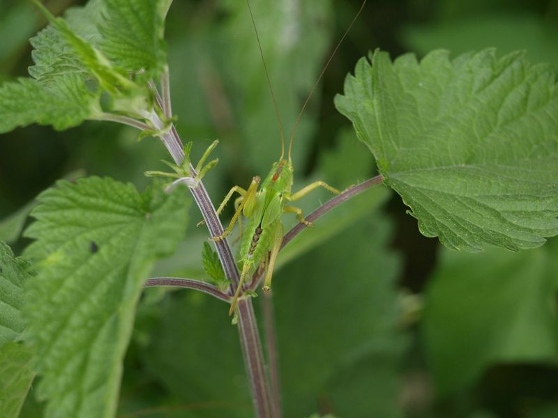 Ninfa di Tettigonia sp.