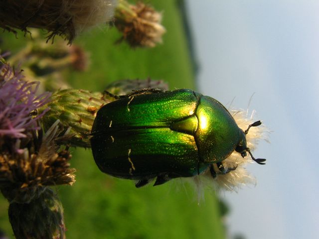 Cetonia aurata  pisana